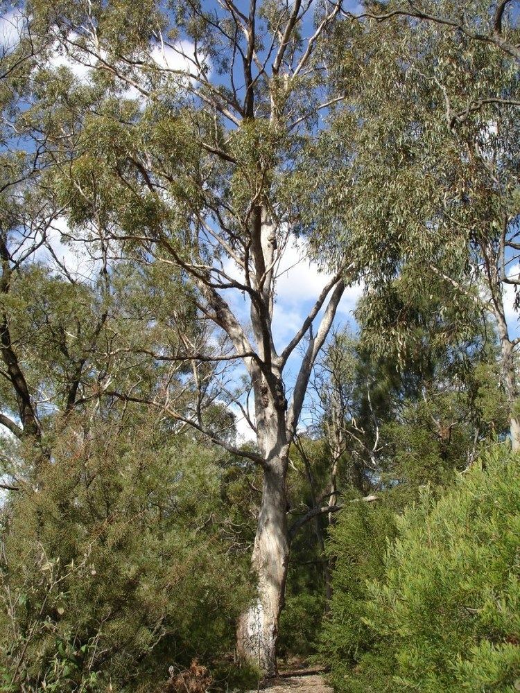 Eucalyptus moluccana uploadwikimediaorgwikipediacommons888Eucaly