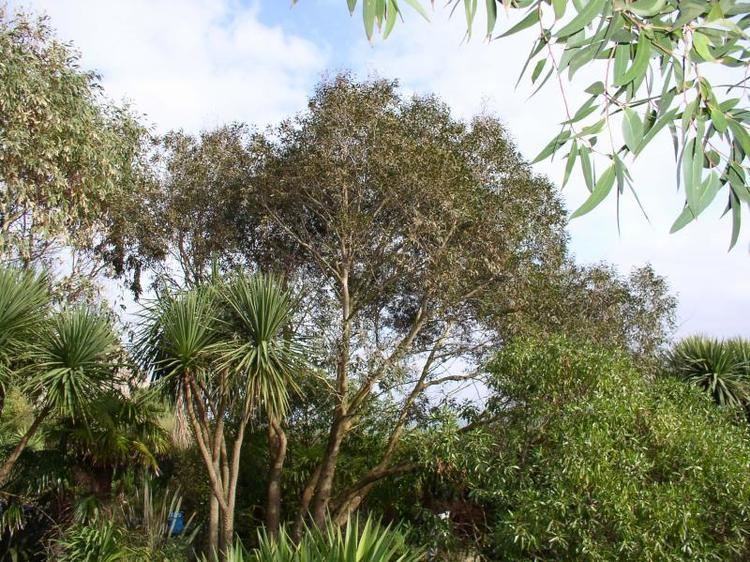 Eucalyptus moorei Eucalyptus moorei Jardin Exotique de Roscoff
