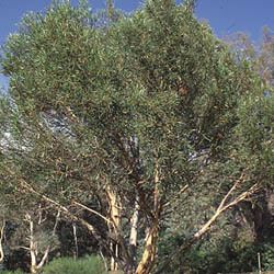 Eucalyptus moorei Eucalyptus moorei Growing Native Plants