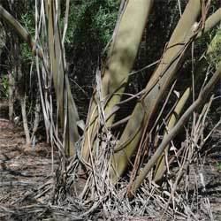 Eucalyptus moorei Eucalyptus moorei Growing Native Plants