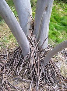 Eucalyptus moorei httpsuploadwikimediaorgwikipediacommonsthu