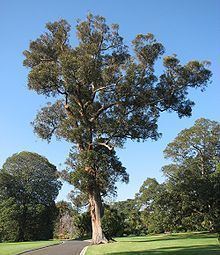 Eucalyptus muelleriana httpsuploadwikimediaorgwikipediacommonsthu