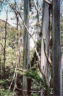 Eucalyptus nitens httpsuploadwikimediaorgwikipediacommonsthu