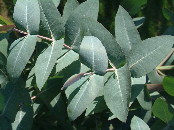 Eucalyptus nitens Eucalyptus Seeds from JungleSeeds