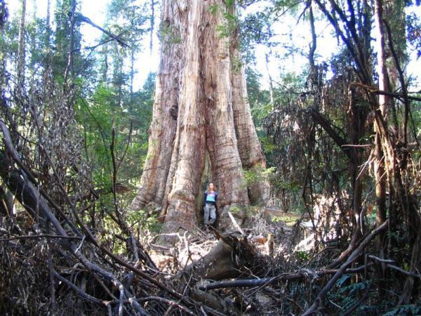 Eucalyptus nitens Tree Register National Register of Big Trees