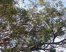 Eucalyptus notabilis httpsuploadwikimediaorgwikipediacommonsthu
