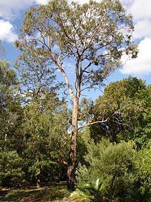 Eucalyptus nova-anglica httpsuploadwikimediaorgwikipediacommonsthu