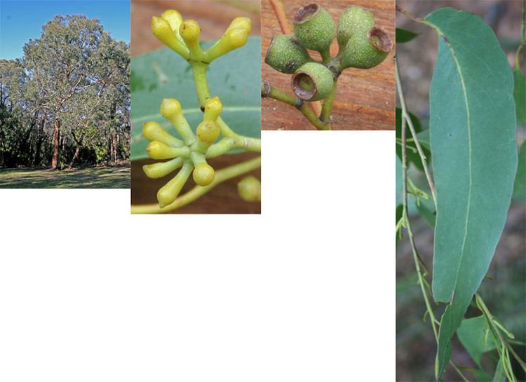 Eucalyptus obliqua Eucalyptus obliqua