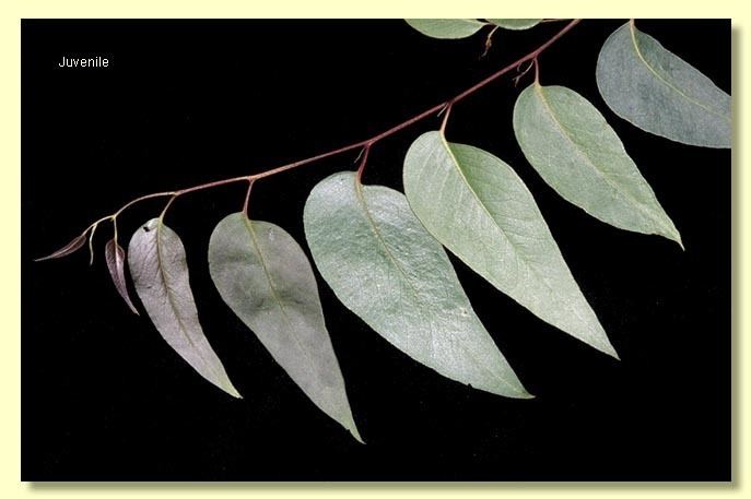 Eucalyptus obliqua Factsheet Eucalyptus obliqua