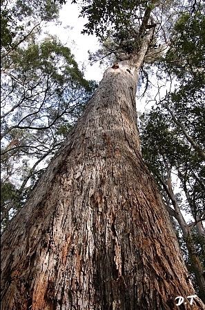 Eucalyptus obliqua Eucalyptus obliqua Stringybark davidtng Flickr