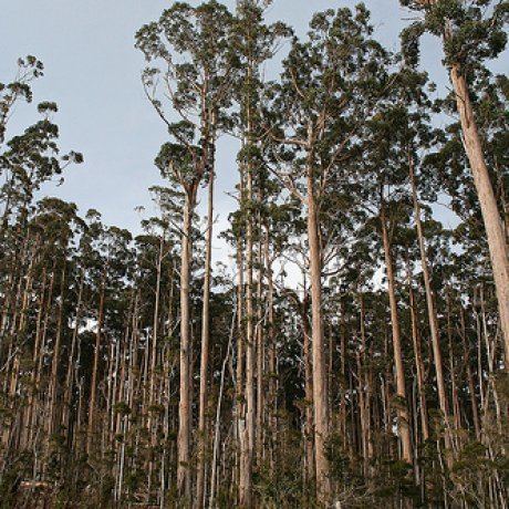Eucalyptus obliqua Eucalyptus obliqua Messmate Stringybark Gum Southern Woods