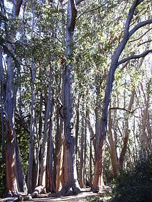 Eucalyptus obliqua httpsuploadwikimediaorgwikipediacommonsthu