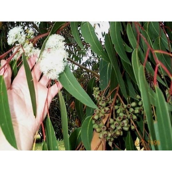 Eucalyptus obliqua Eucalyptus obliqua is a tall fast growing tree that can be used to