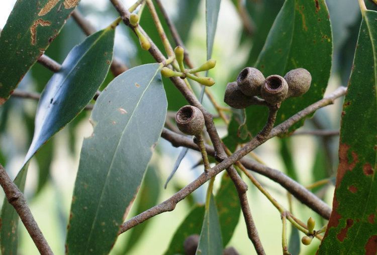 Eucalyptus obliqua Messmate Stringybark Victorian Native Seed