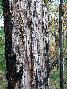 Eucalyptus oblonga httpsuploadwikimediaorgwikipediacommonsthu