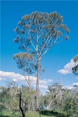 Eucalyptus occidentalis Factsheet Eucalyptus occidentalis