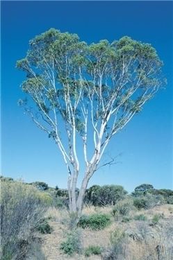Eucalyptus occidentalis Factsheet Eucalyptus occidentalis