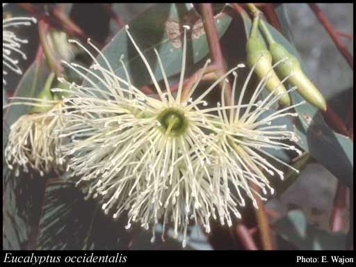 Eucalyptus occidentalis httpsflorabasedpawwagovausciencetimage57