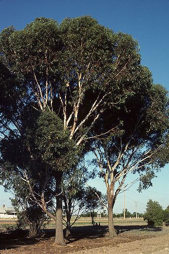 Eucalyptus occidentalis Eucalyptus occidentalis Photographer Ivan Holliday Flickr