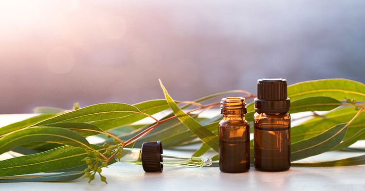 Eucalyptus oil Eucalyptus Oil Benefits