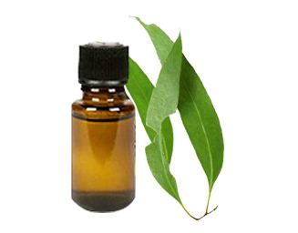 Eucalyptus oil Eucalyptus Oil An Evidence Based Podcast Little Blog Cabin