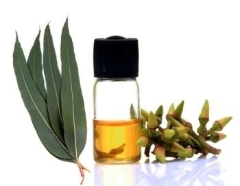 Eucalyptus oil Eucalyptus Oil Eucalyptus Oil Suppliers and Manufacturers at