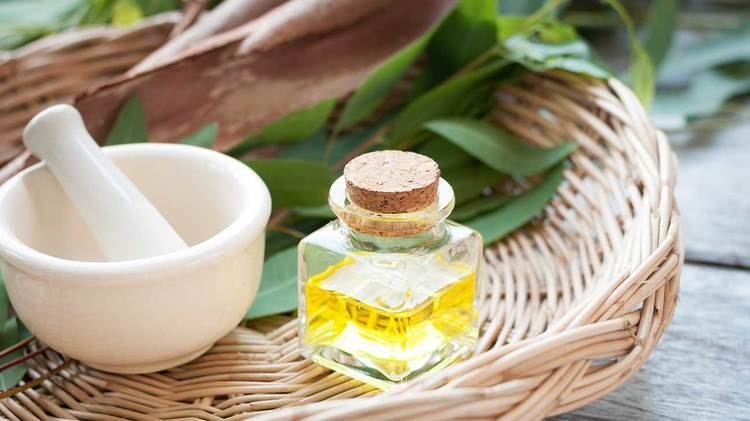 Eucalyptus oil Eucalyptus Oil Benefits