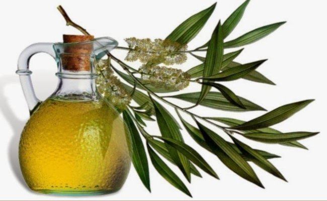 Eucalyptus oil 23 amazing benefits of EUCALYPTUS OIL for skin hair and health
