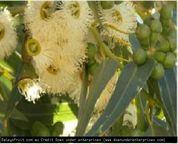 Eucalyptus olida - Alchetron, The Free Social Encyclopedia