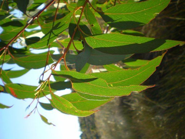 Eucalyptus olida - Alchetron, The Free Social Encyclopedia