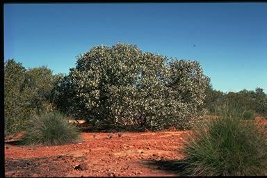 Eucalyptus orbifolia Eucalyptus orbifolia 5121GJ011LH230522jpg