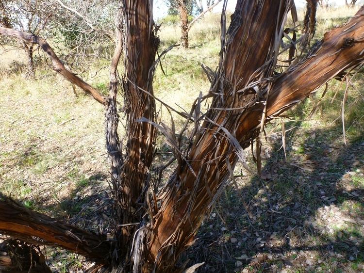 Eucalyptus orbifolia Eucalyptus orbifolia Round Leaf Mallee Gardening With Angus