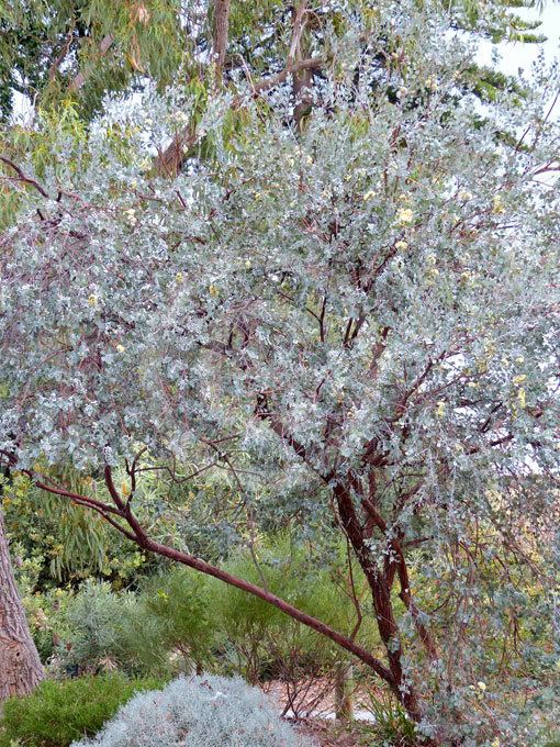 Eucalyptus orbifolia Eucalyptus orbifolia Round Leaf Mallee information amp photos