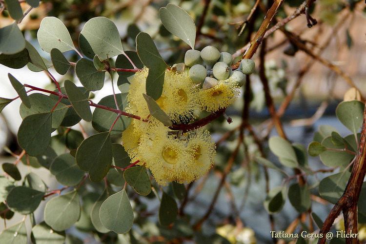 Eucalyptus orbifolia Eucalyptus orbifolia in Kings Park Identified as Eucalyptu Flickr