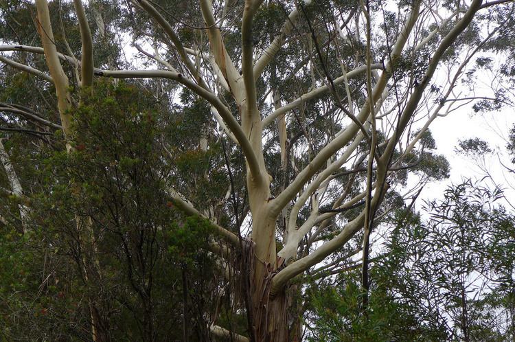 Eucalyptus oreades Eucalyptus oreades Blue Mountains Ash at the Canyon View Flickr