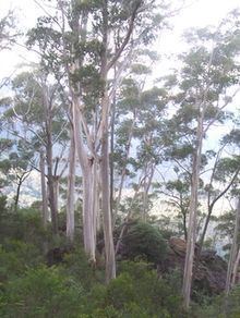 Eucalyptus oreades httpsuploadwikimediaorgwikipediacommonsthu