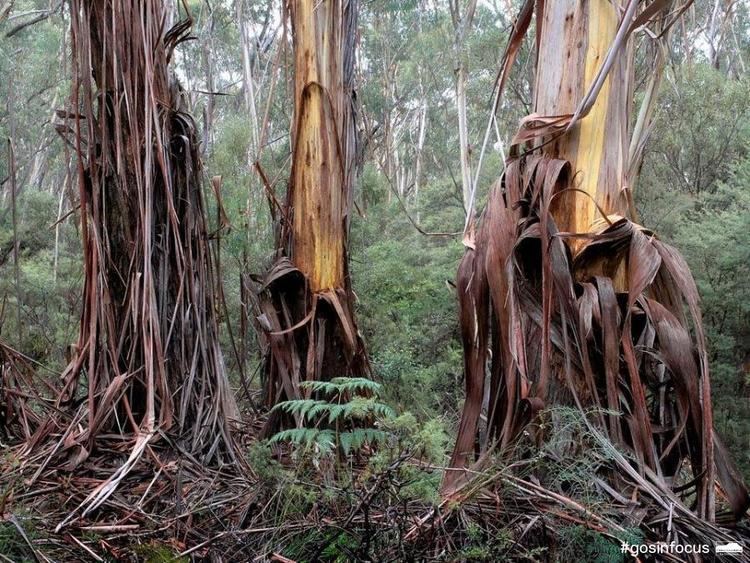 Eucalyptus oreades Gardens of Stone In Focus Photographic Competition Gallery Colong