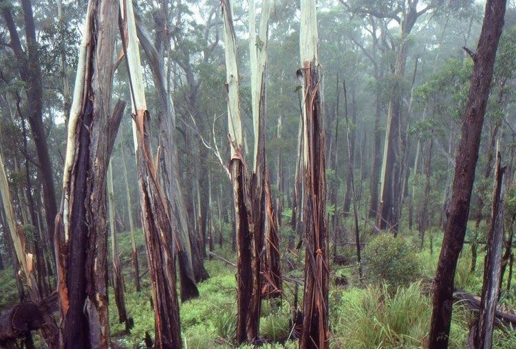 Eucalyptus oreades Panoramio Photo of Spokes Mtn firescarred Eucalyptus oreades