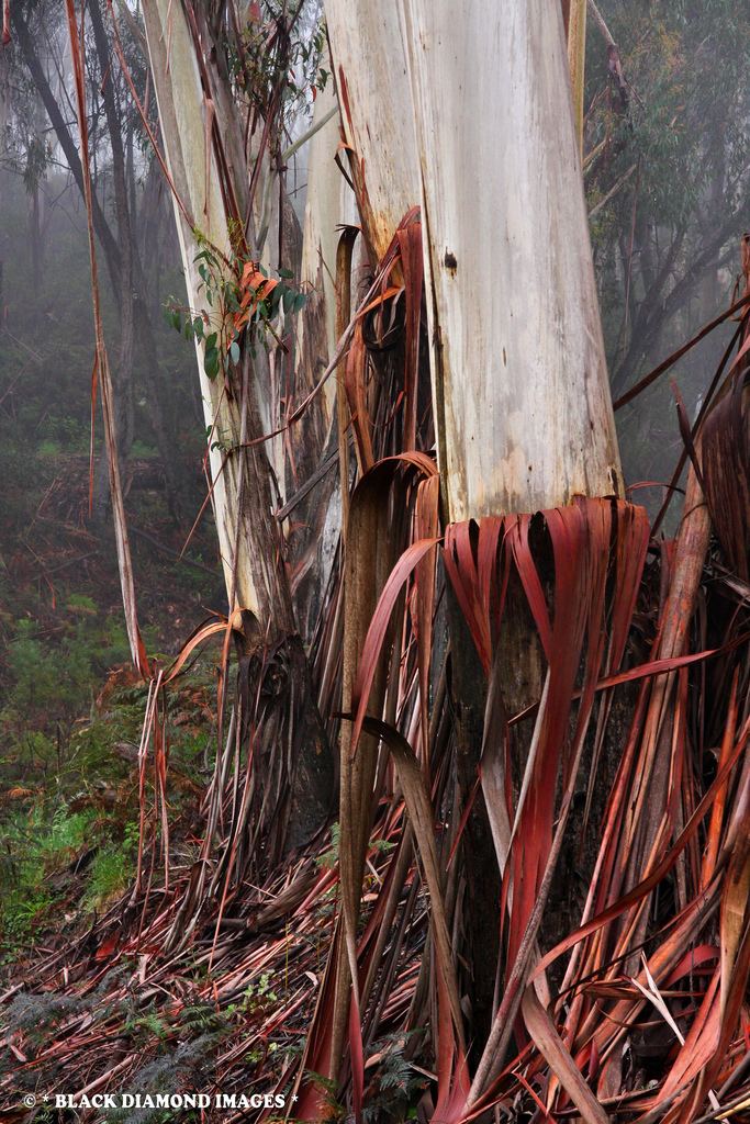 Eucalyptus oreades Eucalyptus oreades Blue Mountains Ash Copyright All Ri Flickr