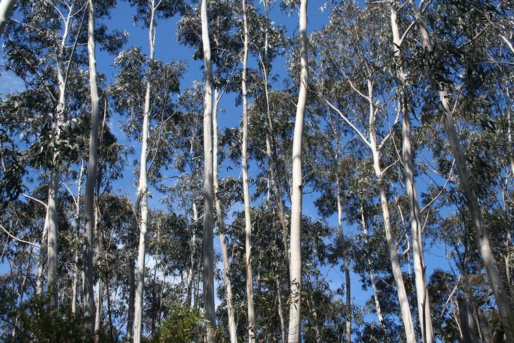 Eucalyptus oreades 201009167884 Blue Mountains Ash Eucalyptus oreades wh Flickr