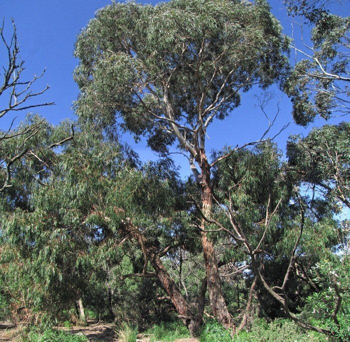 Eucalyptus ovata - Alchetron, The Free Social Encyclopedia