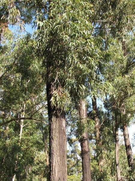 Eucalyptus paniculata grey ironbark 23363 English common name Eucalyptus paniculata