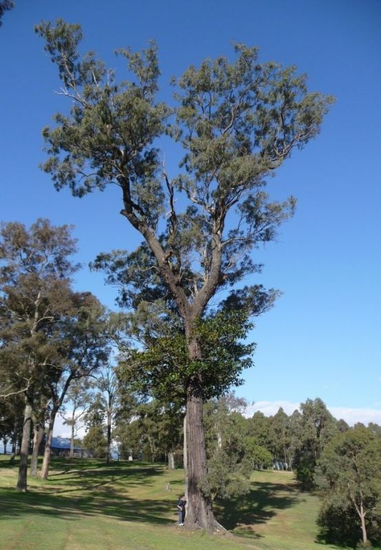 Eucalyptus paniculata Tree Register National Register of Big Trees
