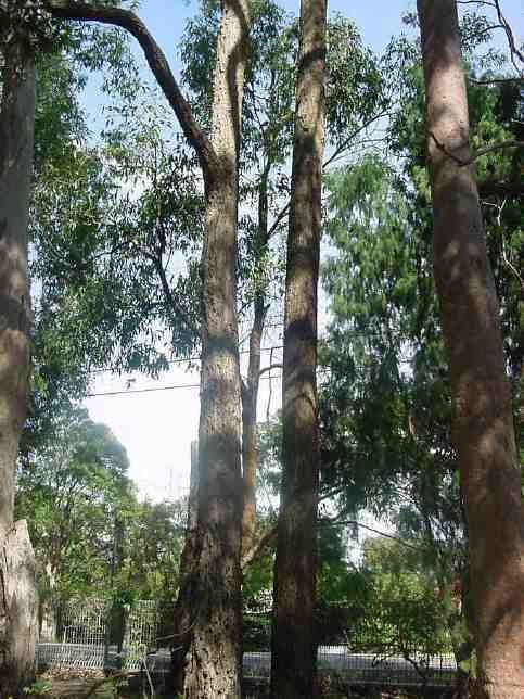 Eucalyptus paniculata Eucalyptus paniculata