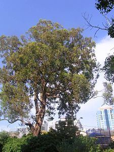 Eucalyptus paniculata httpsuploadwikimediaorgwikipediacommonsthu