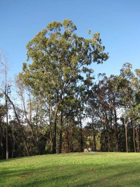 Eucalyptus paniculata black ironbark 6472 English common name Eucalyptus paniculata