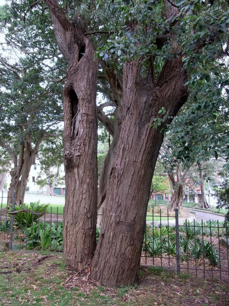 Eucalyptus paniculata Sydney TurpentineIronbark Forest Wikipedia