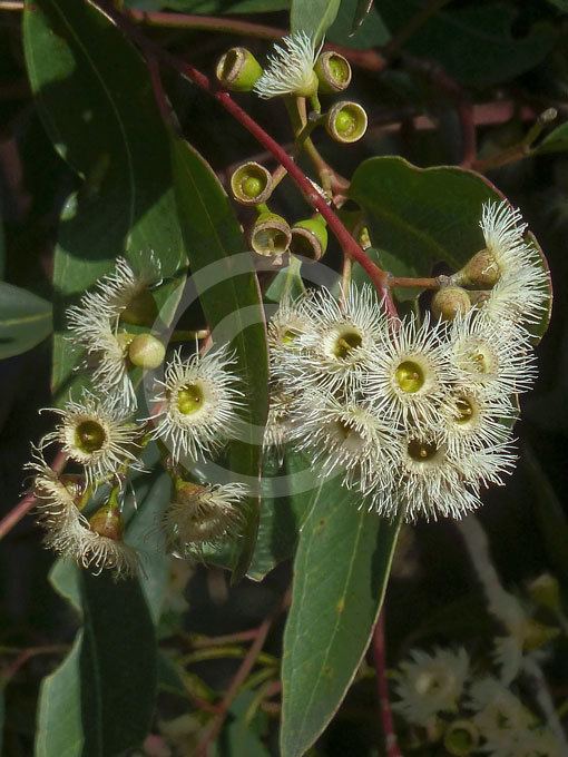 Eucalyptus paniculata Eucalyptus paniculata Grey Ironbark information amp photos