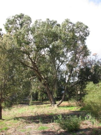 Eucalyptus Patens - Alchetron, The Free Social Encyclopedia