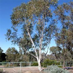 Eucalyptus pauciflora wwwanbggovaugnpinterns2003eucalyputspaucif